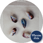 Craft Pack - Blue Mussels